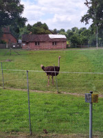 Elvis - einer von drei Zuchthähnen