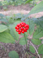 wenn sie noch dunkler werden, beginnt die Ginsengsamen-Ernte