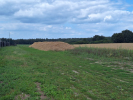 Mit dem Stroh werden die Wälle der Ginsengpflanzen abgedeckt